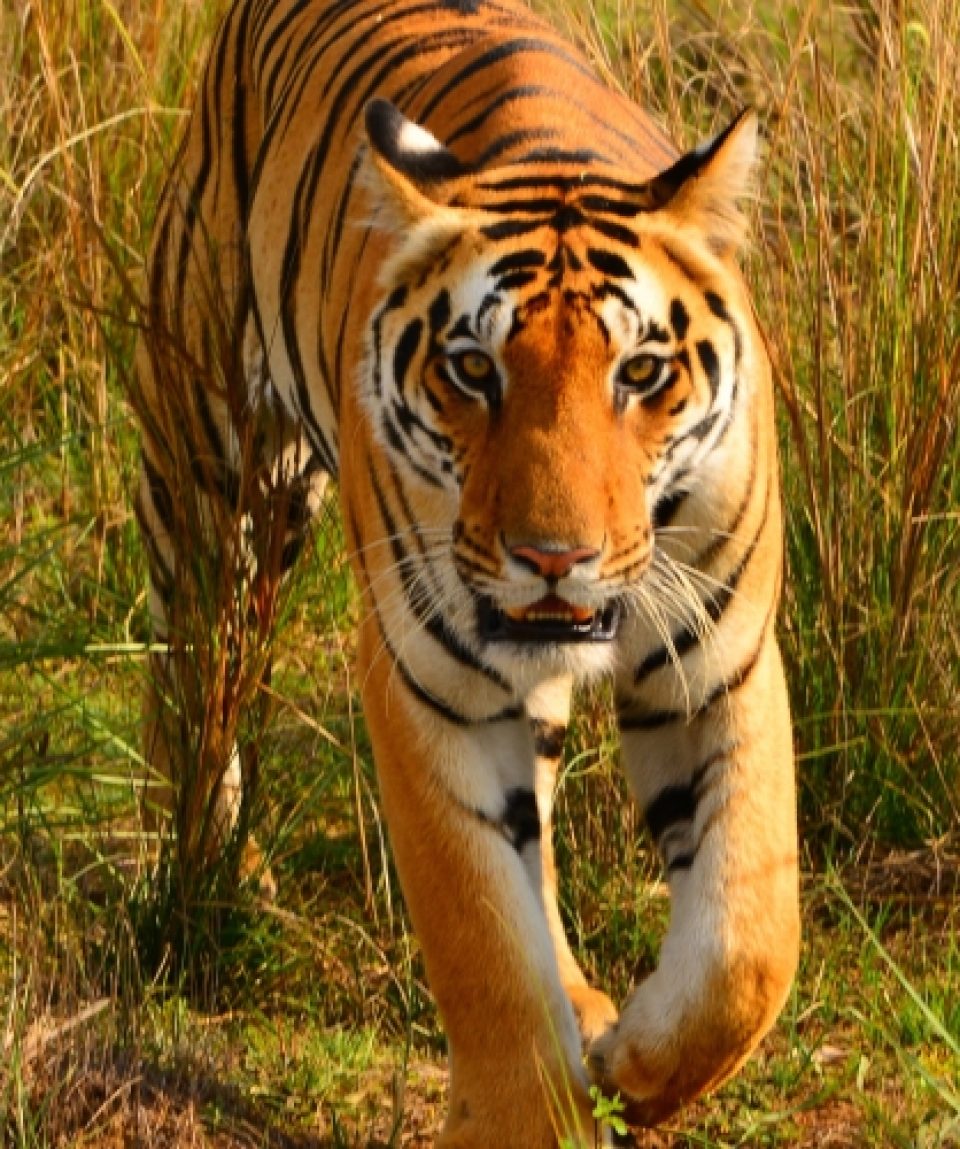 bardia-tiger