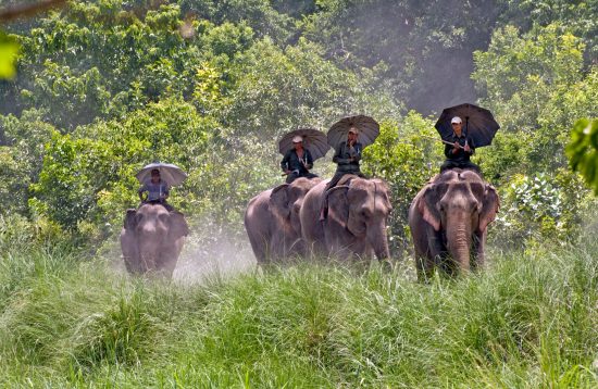 Bardiya-elephant