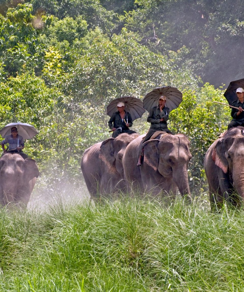 bardiya-elephant