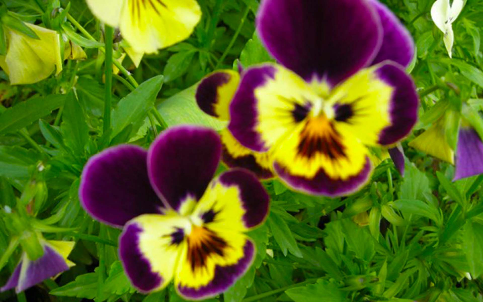 Flowering Plants In Nepal