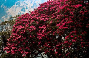rhododendron_nepal