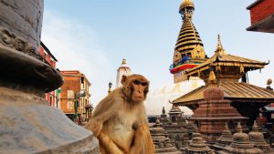 Kathmandu-Swambhuinath-monkey