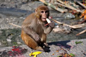 pashupatinath-monkey