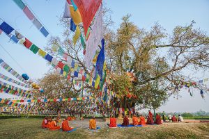 bodhi-tree-nepal